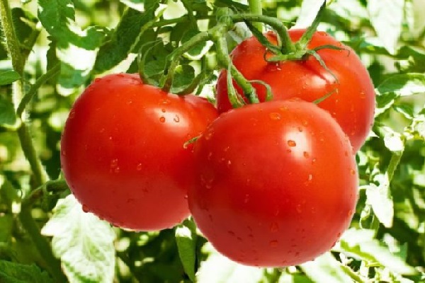 ăn cà chua có tác dụng gì cho da